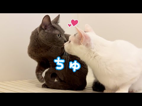 珍しくお風呂場で仲良しな姉猫ハムと弟猫チロ！(YouTube)