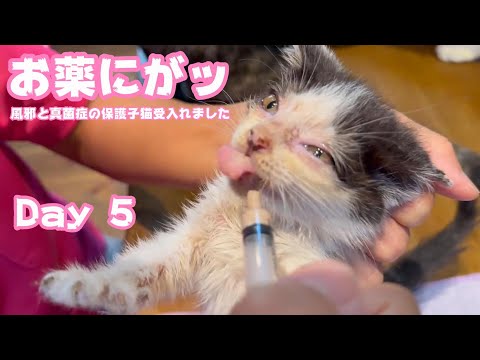 お薬にがッ でもちゃんと飲めます 風邪と真菌症の保護子猫受入れました  Day 5  2024 05 24 2(YouTube)