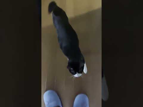 50人中40人に「何でお母さんのところ行ったん？」と思われてそうな猫 #(YouTube)