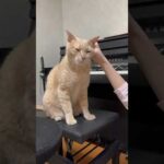 ちょっちょっと撫でるの強ない？ #ひのき猫 #猫 #cat(YouTube)