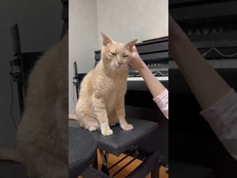 ちょっちょっと撫でるの強ない？ #ひのき猫 #猫 #cat(YouTube)