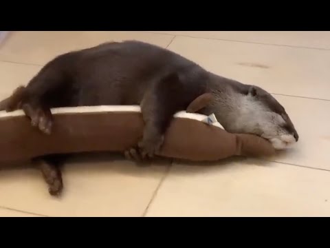 日常のカワウソの可愛かった所だけ切り抜いてみた！７ I clipped out only the parts where the everyday otter was cute! ７(YouTube)