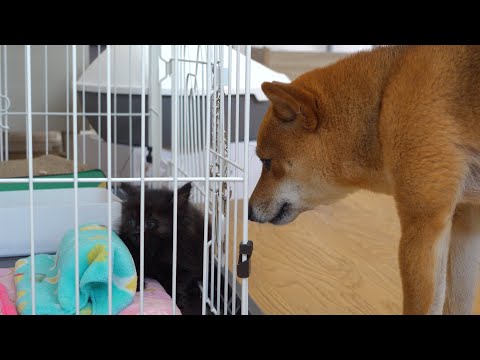 子猫を見る柴犬‥ごはん前のルーティンが母親すぎる。(YouTube)