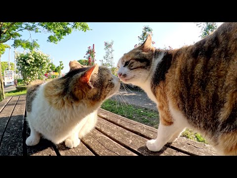 三毛猫姉妹がカラフルなバラを見ながらくつろぐ(YouTube)