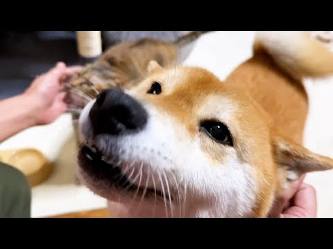 帰ってきた飼い主にぞろぞろとたくさんの柴犬と猫がついて行くのが毎日の日課です(YouTube)