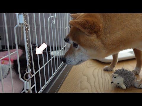 柴犬、子猫を見る目が親心満載だった。(YouTube)