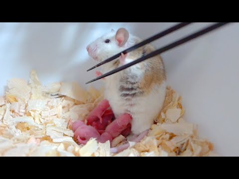 産まれた子供が死にまくるネズミに最終手段「祈り」を捧げます(YouTube)