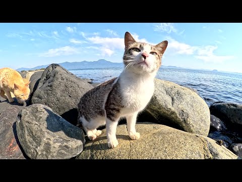 可愛い猫達が一足先に海水浴を楽しんでいた(YouTube)