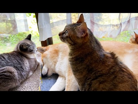 【母の日】子猫のときから柴犬に育てられた猫たちは柴犬を本当にお母さんのように慕っています(YouTube)