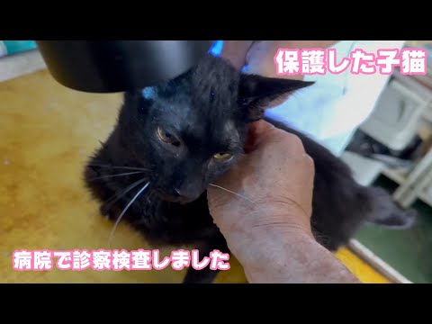 ガリガリな保護子猫 病院で診察して検査しました  2024 05 09 2(YouTube)