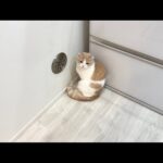 間違って猫の尻尾を踏んづけたら許してもらえずにこうなっちゃいました…(YouTube)