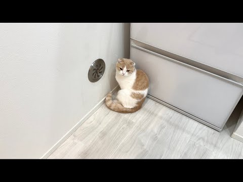 間違って猫の尻尾を踏んづけたら許してもらえずにこうなっちゃいました…(YouTube)