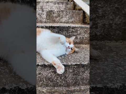 神社の階段でゴロンゴロン転がる猫がかわい過ぎる(YouTube)