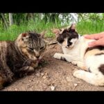 土手で寝そべっていた老猫達をナデナデする(YouTube)