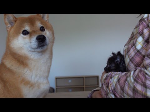 子猫との劇的な出会いから3週間‥成長した瞬間に立ち会えました。(YouTube)