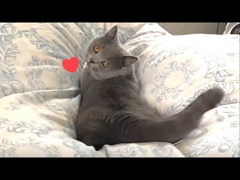ドンドン我儘っぷりが爆発してきた新米猫ジャン(YouTube)
