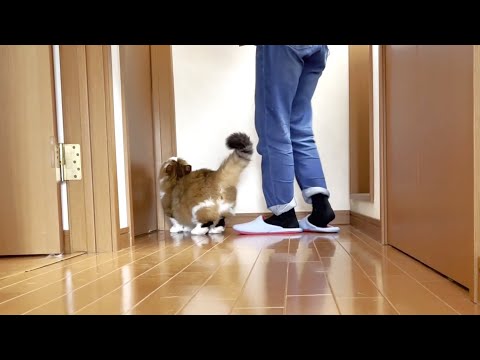 洗濯カゴを見るとお母さんと寝室でイチャイチャできると思っている猫(YouTube)