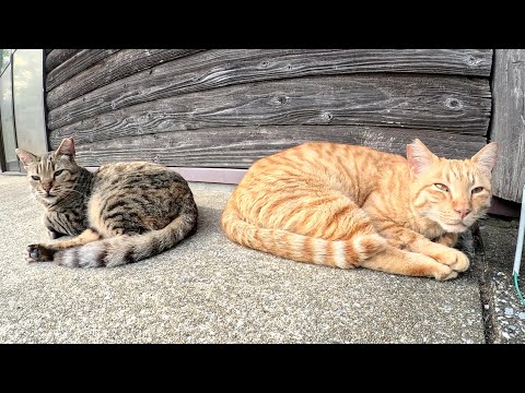ベンガル猫と茶トラ猫の仲良しコンビをモフったらスヤスヤと眠りだした(YouTube)