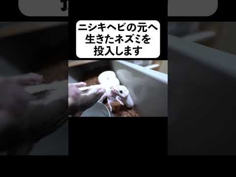 ニシキヘビの元へ生きたネズミを投入します(YouTube)