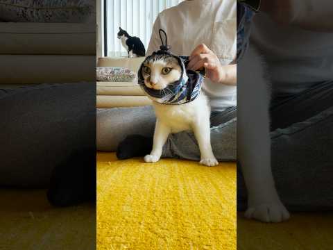青いボーダーに着替えたじょ #cats(YouTube)