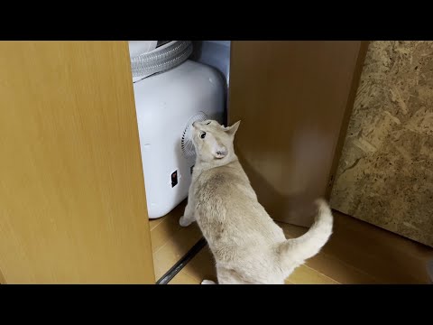 深夜1時の肝試しで娘を驚かすために隠れる猫(YouTube)