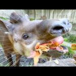日本じゃなかなか見れない貴重な貴重な食べ物が秒で粉砕されました。。。(YouTube)