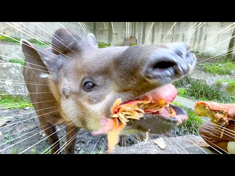 日本じゃなかなか見れない貴重な貴重な食べ物が秒で粉砕されました。。。(YouTube)