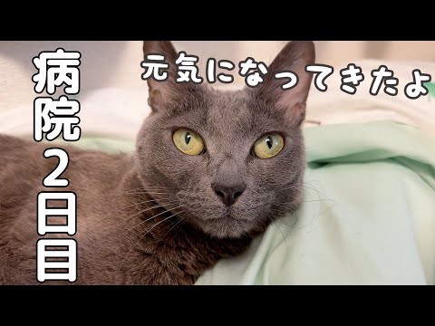 ハムちゃんの体調が良くなってきました【病院2日目】(YouTube)
