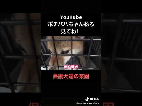 柴犬飼う前に見て！(YouTube)