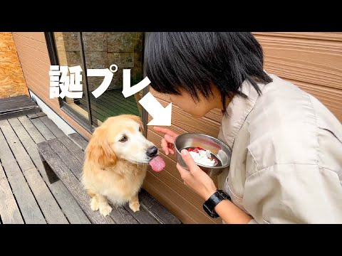 誕生日サプライズで食いしん坊の犬にケーキあげたら舌が収まらなくなりましたww(YouTube)