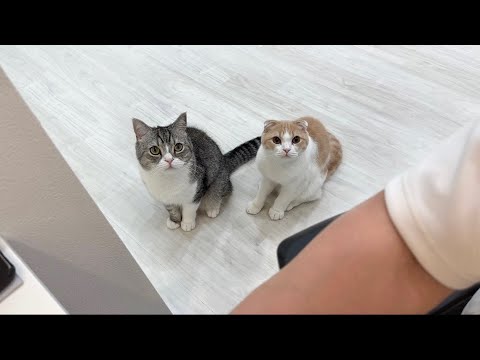 ごはんの時間ぴったりに飼い主を呼びに来る猫たちがかわいすぎました…笑(YouTube)