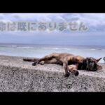 余命は既に過ぎていますが・・・  皆様の応援で頑張ってくれています   2024 05 01 2(YouTube)