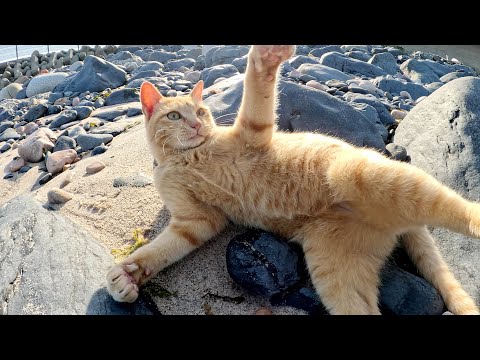 凶暴な茶トラ猫が人間を海へ呼び出して鋭い爪と牙でボコる(YouTube)
