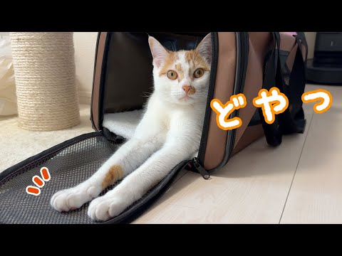 足がめちゃ長い猫トロしゃん…ｗ(YouTube)