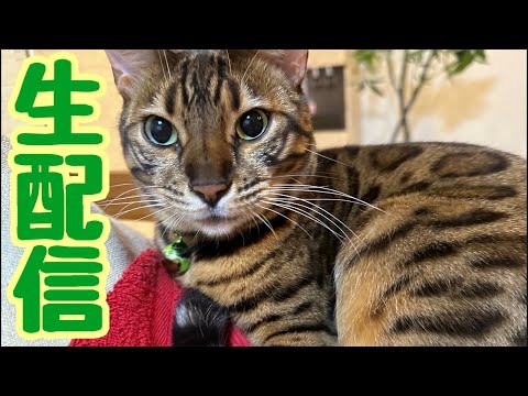 【生配信5/26】台風も来てますが猫でも見てぶっ飛ばしましょう💪生配信(YouTube)