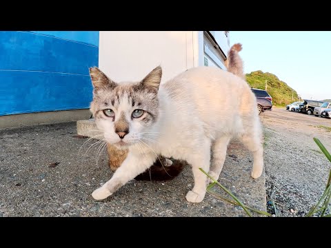 サビ猫をモフっていったら個性的な毛色の猫達も近づいてきた(YouTube)