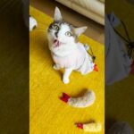 うちの猫の必殺技見て！すごく構って欲しい時にだけやる「エースの舞」 #cats(YouTube)
