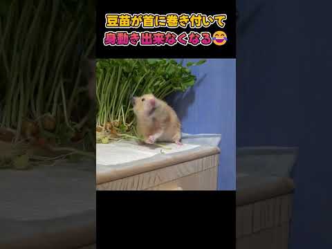 ハムスターの首に豆苗が絡まって笑える😂 #ハムスター(YouTube)
