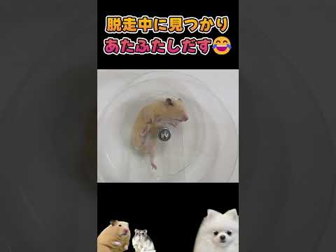 脱走中に見つかってあたふたしだすハムスター #ハムスター(YouTube)