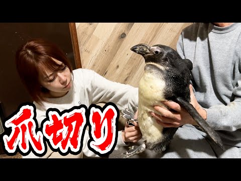 ペンギンの爪きりがめちゃくちゃ大変(YouTube)