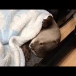 日常のカワウソの可愛かった所だけ切り抜いてみた！６ I clipped out only the parts where the everyday otter was cute! ６(YouTube)