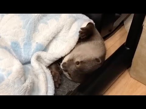 日常のカワウソの可愛かった所だけ切り抜いてみた！６ I clipped out only the parts where the everyday otter was cute! ６(YouTube)