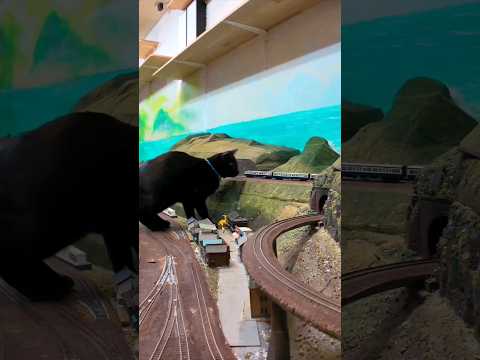 列車を見守る巨大黒猫ちゃんがカワイイ(YouTube)
