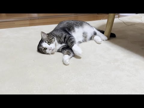 撫でてもらえるまでテクテクゴロンを繰り返す猫(YouTube)
