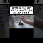 家で殖えたラット達がブリブリになってきたので蛇に食べさせます(YouTube)