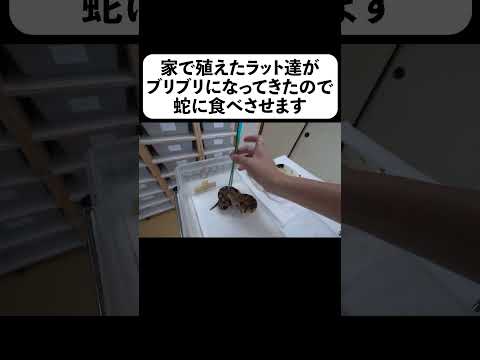 家で殖えたラット達がブリブリになってきたので蛇に食べさせます(YouTube)