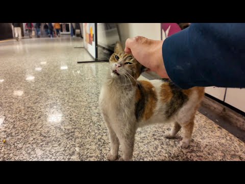 地下通路で出会った三毛猫ちゃん、撫でると喜んで伸び上がって頭を擦りつけてくるようになった(YouTube)