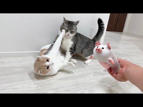 猫たちに新しいぬいぐるみをプレゼントしたら取り合いでまさかのこうなっちゃいました…笑(YouTube)
