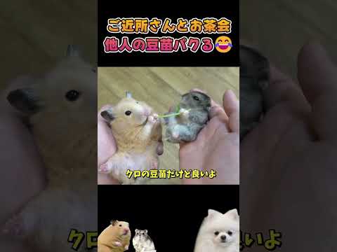 ハムスターに他人の物という概念はない！ #ハムスター(YouTube)