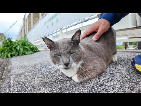 夕方の港にバイクで行ったら猫が集まってきた(YouTube)